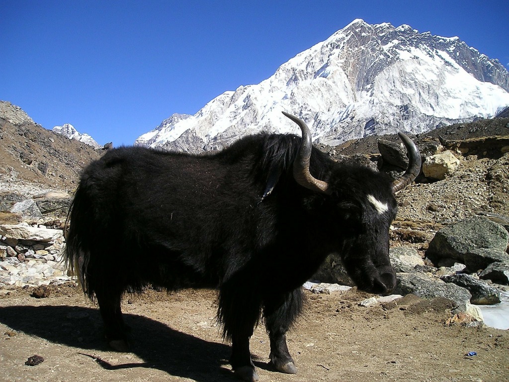 A jak gyakori állat a Himaláján